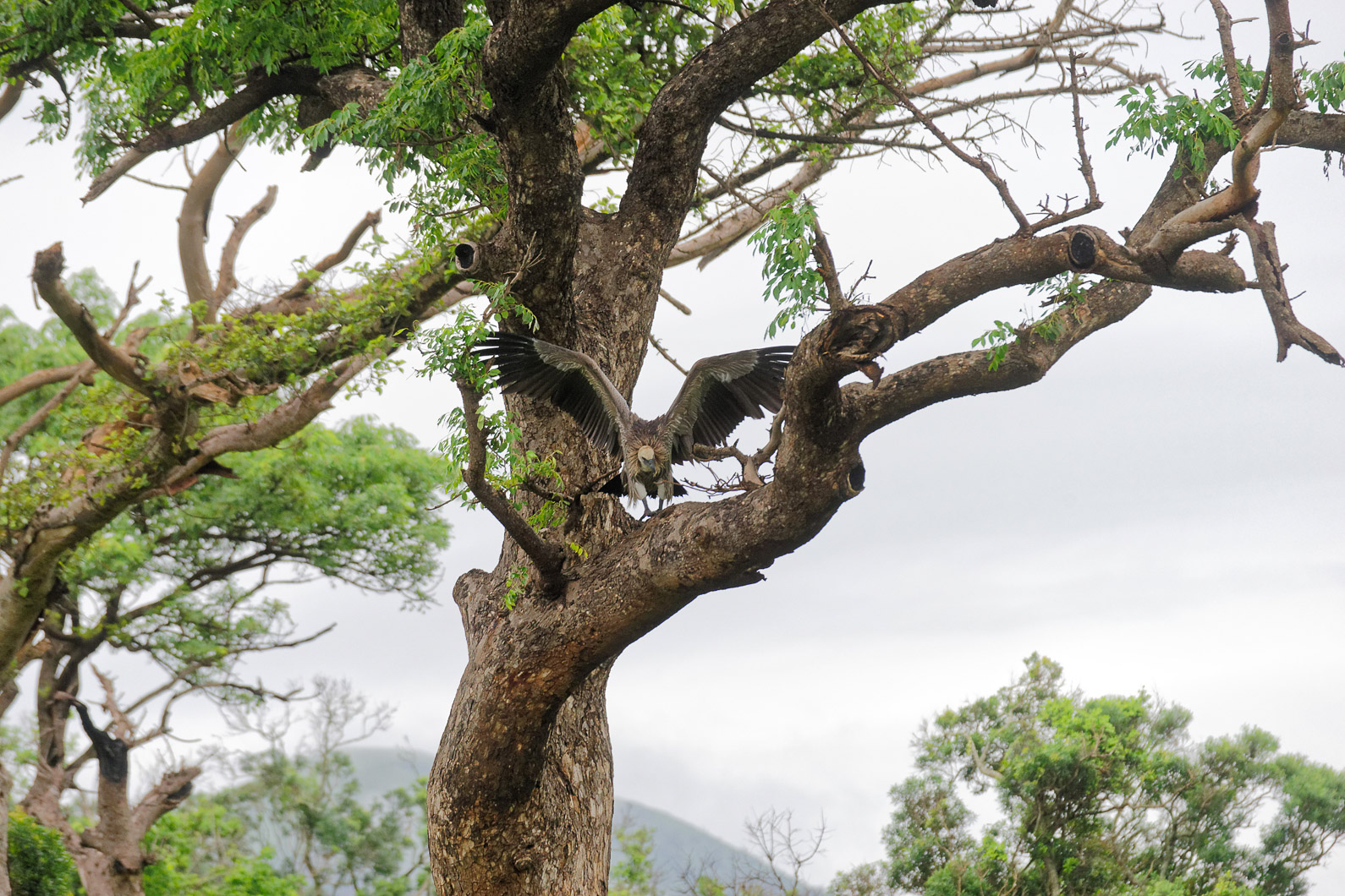 20161115 073545 Weißrückengeier (2)